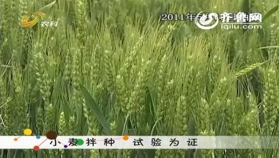 能攻助力小麥拌種