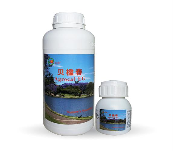 貝楹春? | 源自澳洲 — 植物的又一個太陽