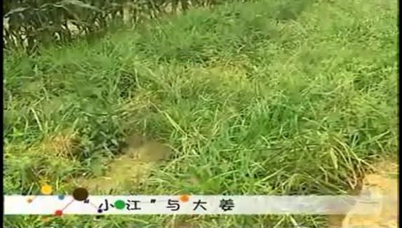 小江與大姜